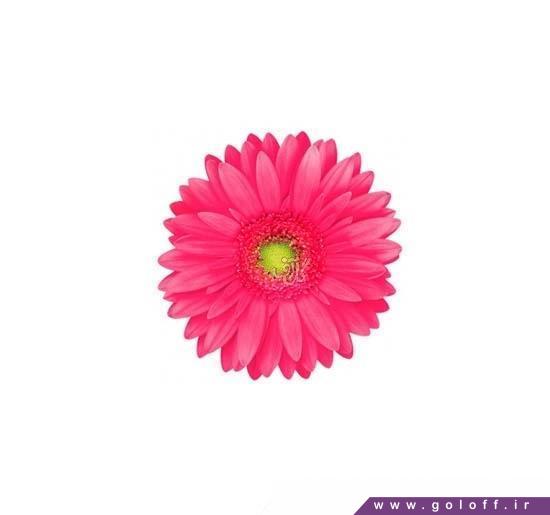 گل فروشی اینترنتی - گل ژربرا آویانس - Gerbera | گل آف